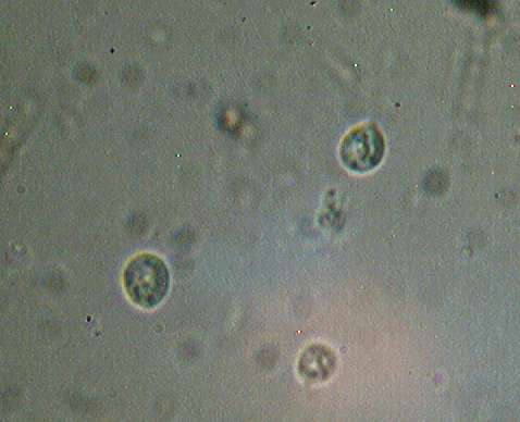 Steccherinum bourdotii